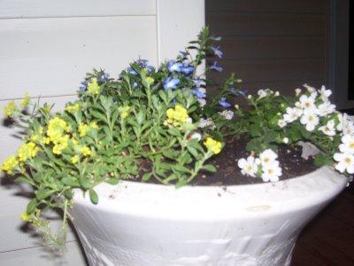 House Plants With Flowers. House plants promote business