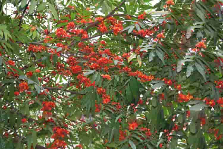 benefits of ashoka tree