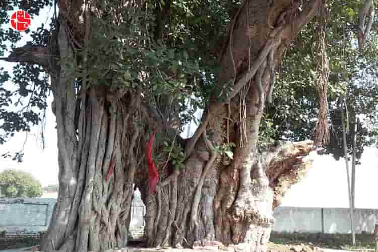 Bargad Tree