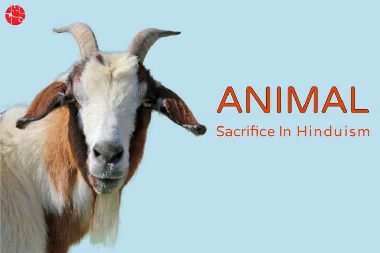 Know About Animal Sacrifice Ritual In Indian Tradition