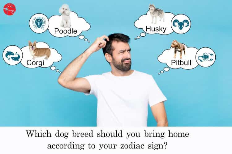 Which dog breed you should go for based on your zodiac sign - GaneshaSpeaks