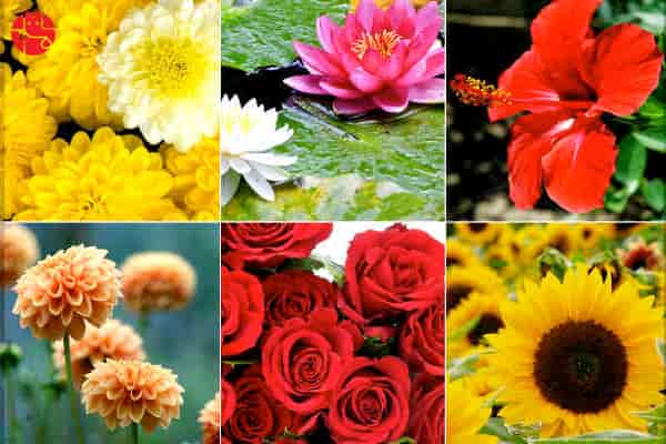 Flowery Feng Shui Tips Which Can Blossom Your life - GaneshaSpeaks